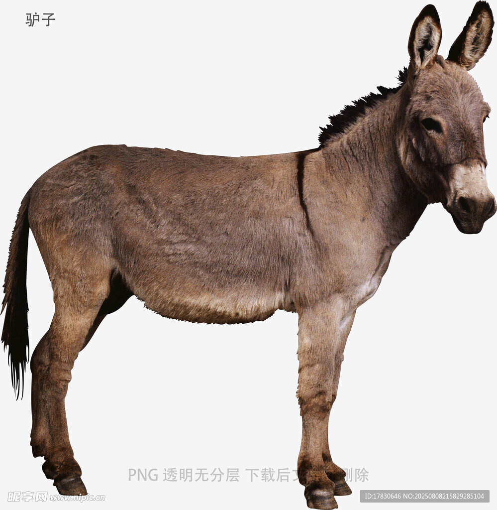 驢子