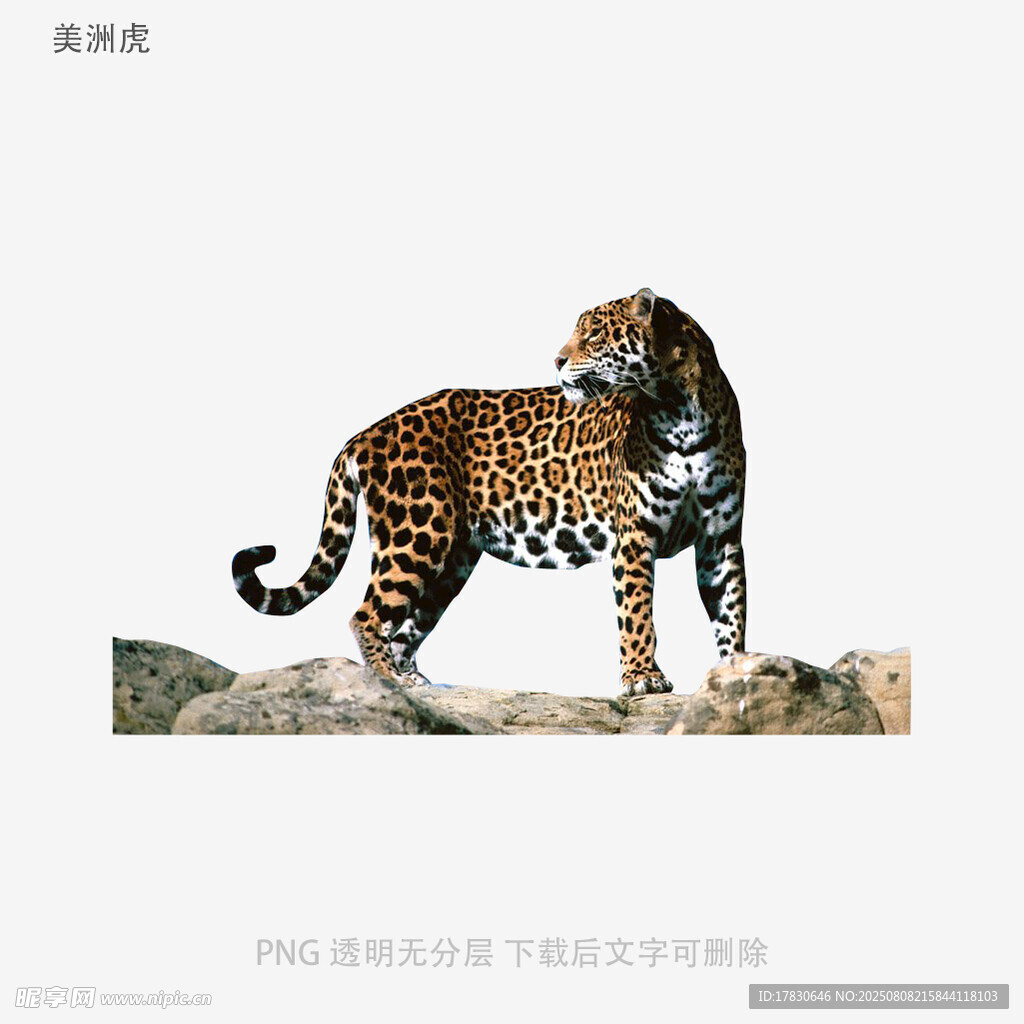 美洲虎