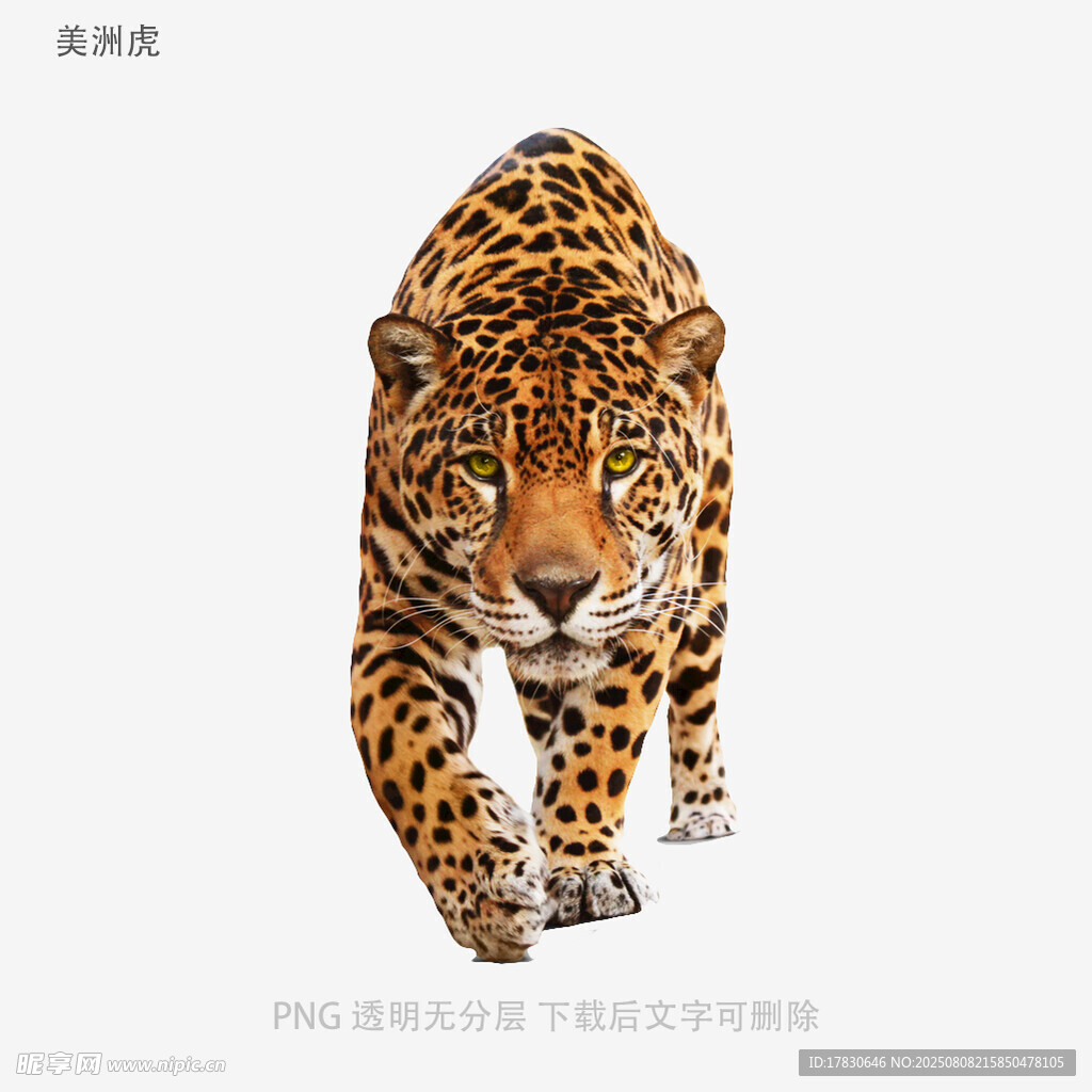 美洲虎