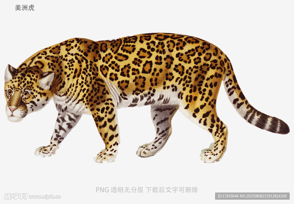 美洲虎