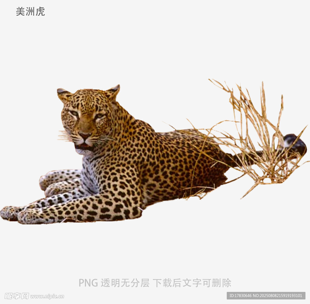 美洲虎
