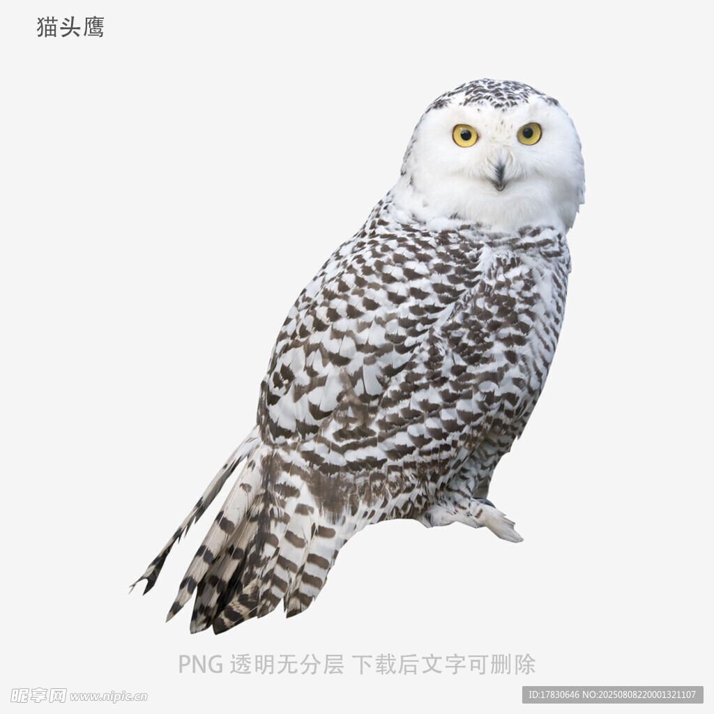 貓頭鷹