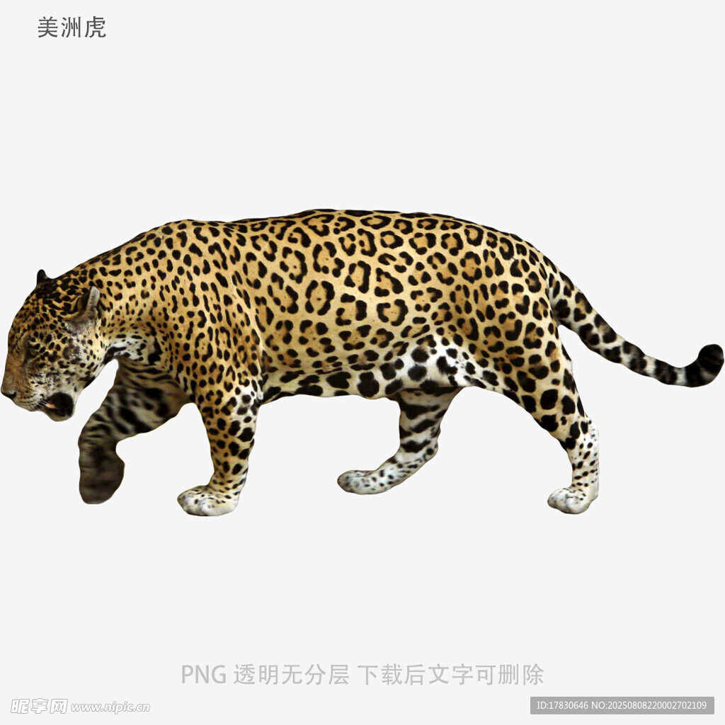 美洲虎
