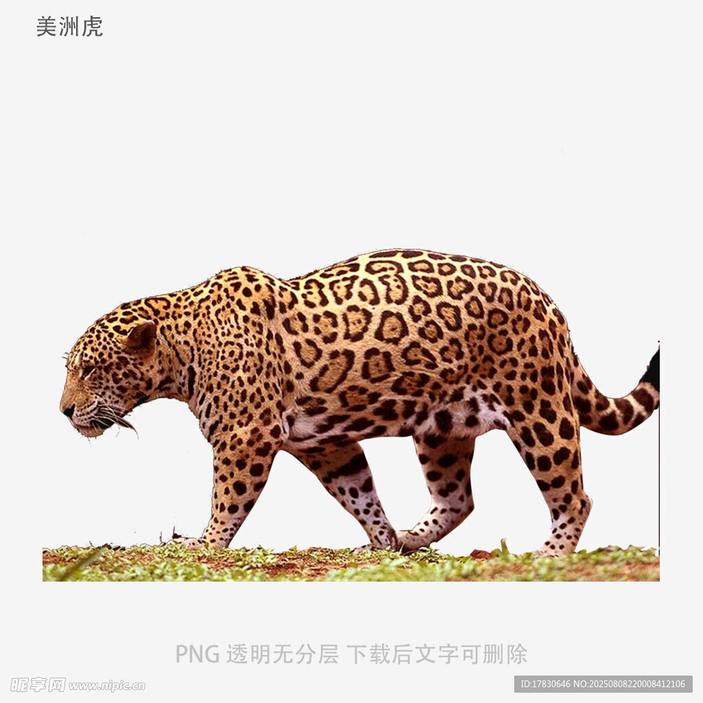 美洲虎