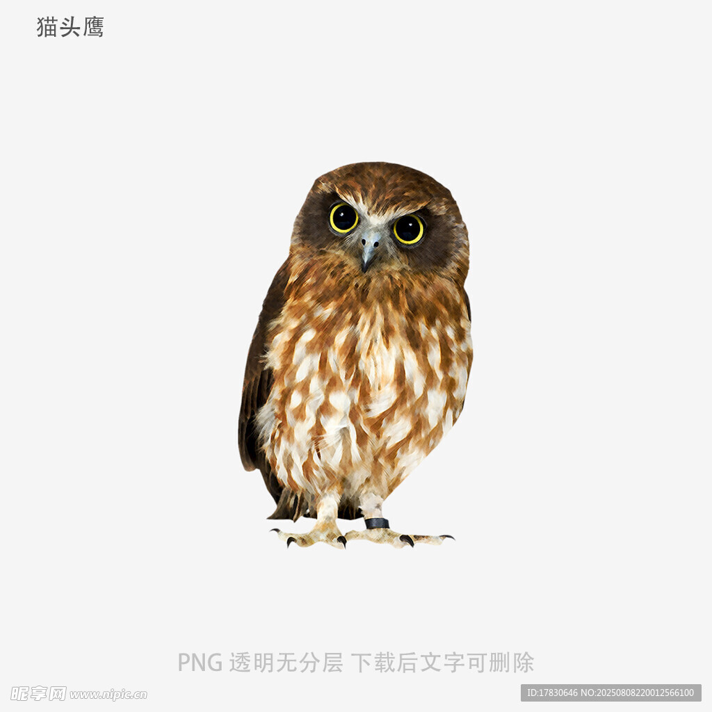 貓頭鷹