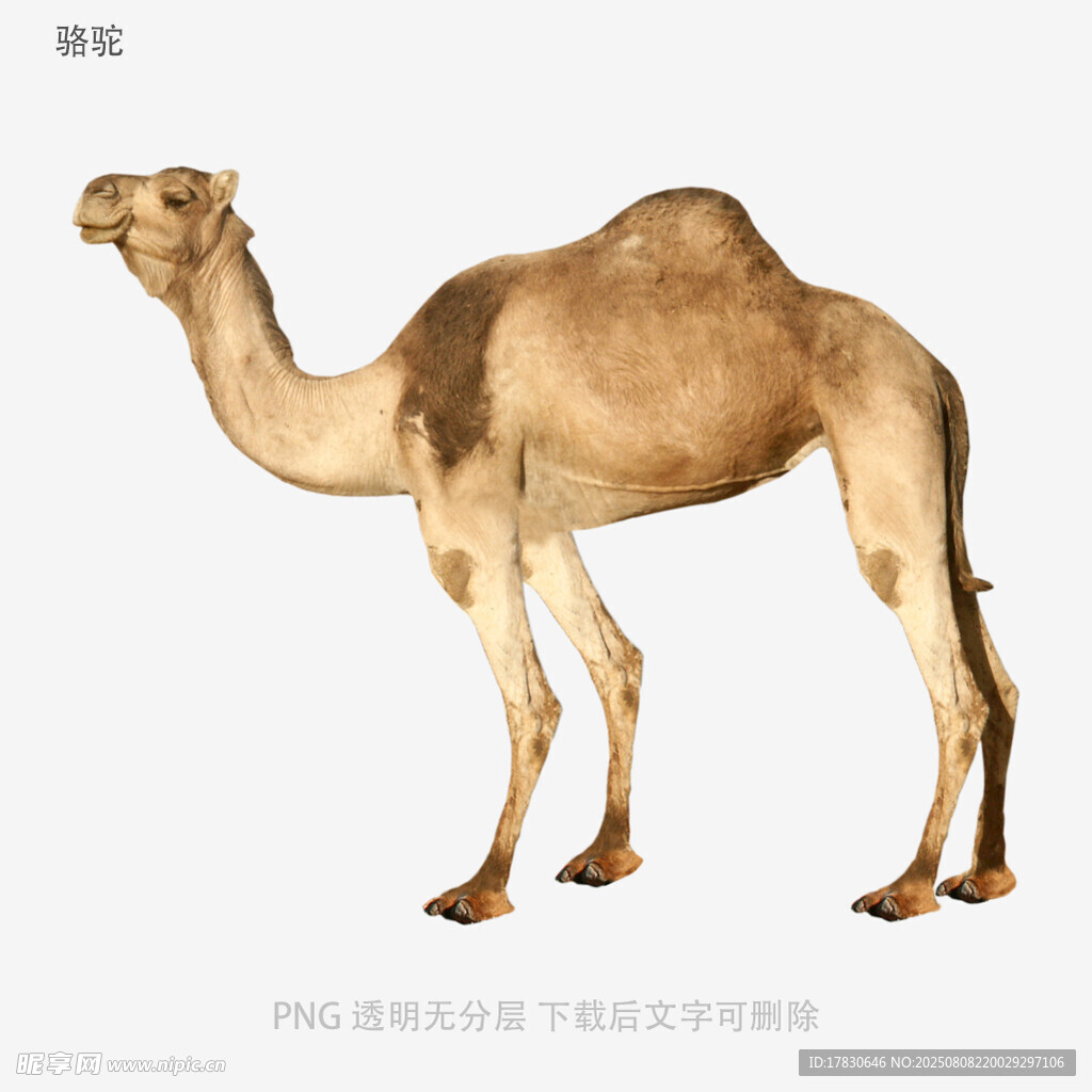 駱駝