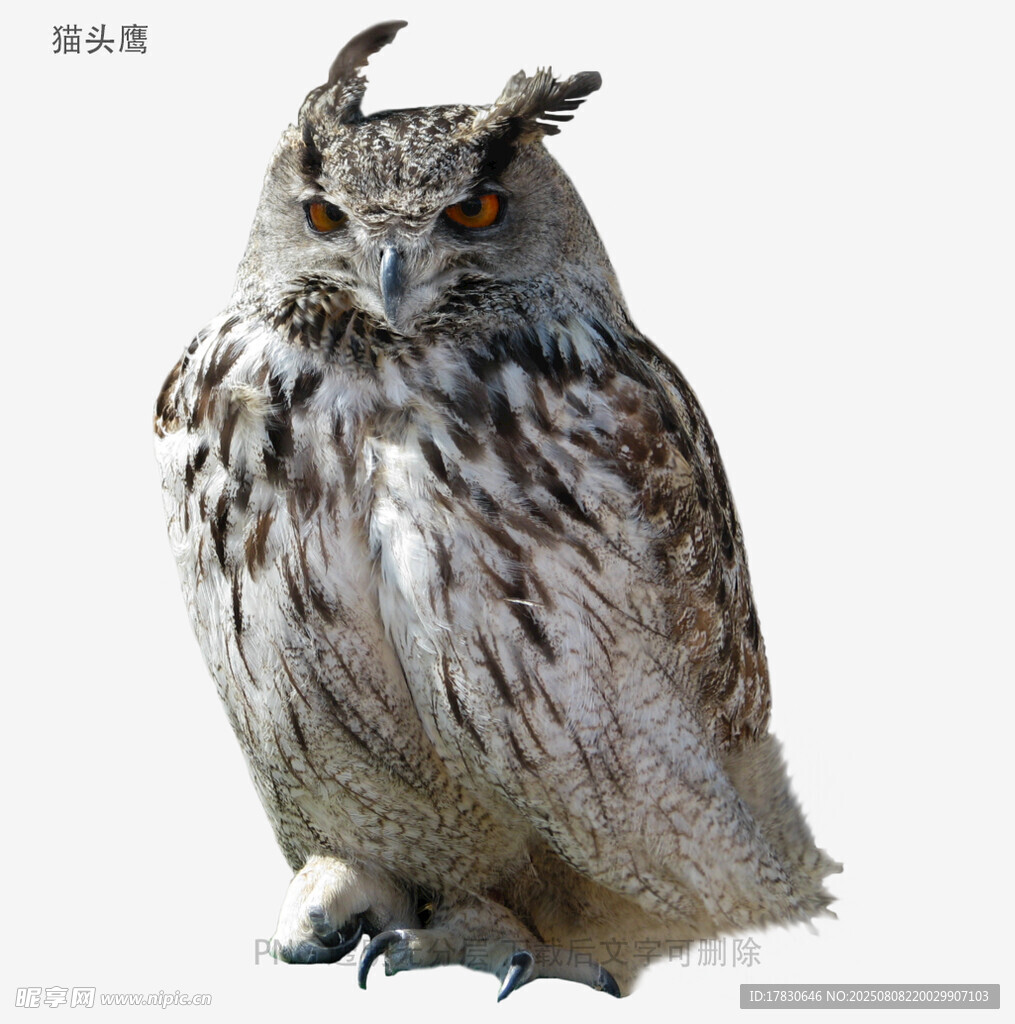 貓頭鷹