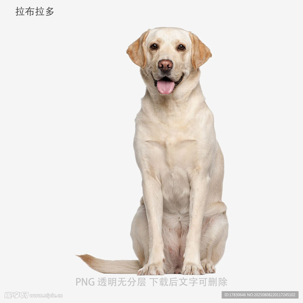 拉布拉多