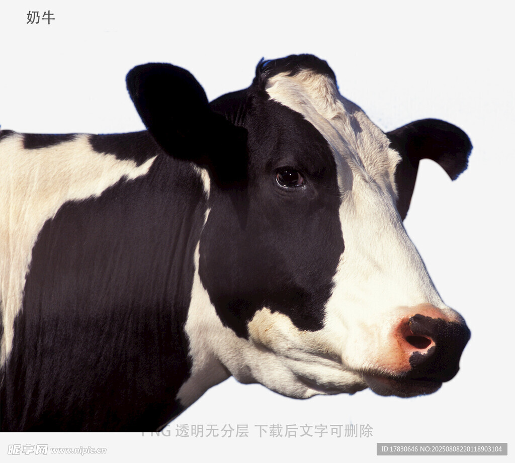 奶牛