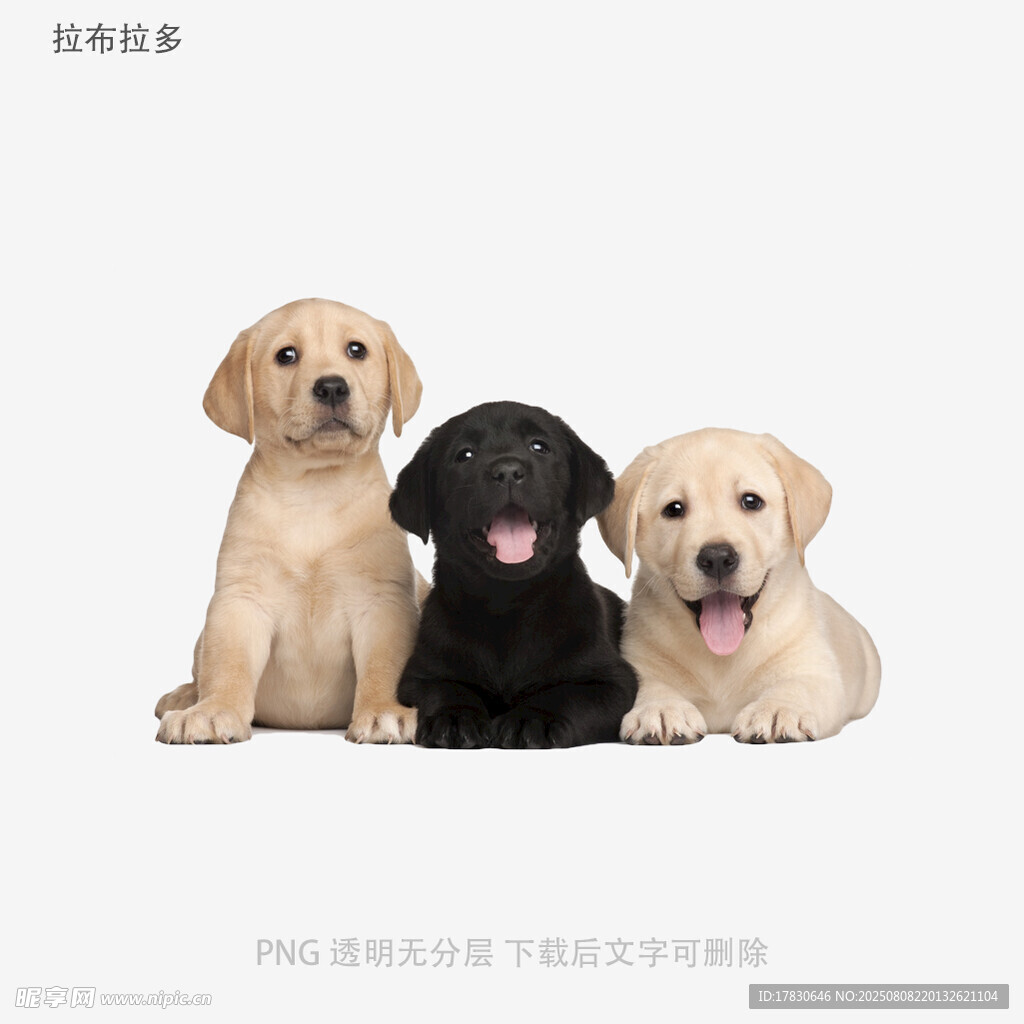 拉布拉多