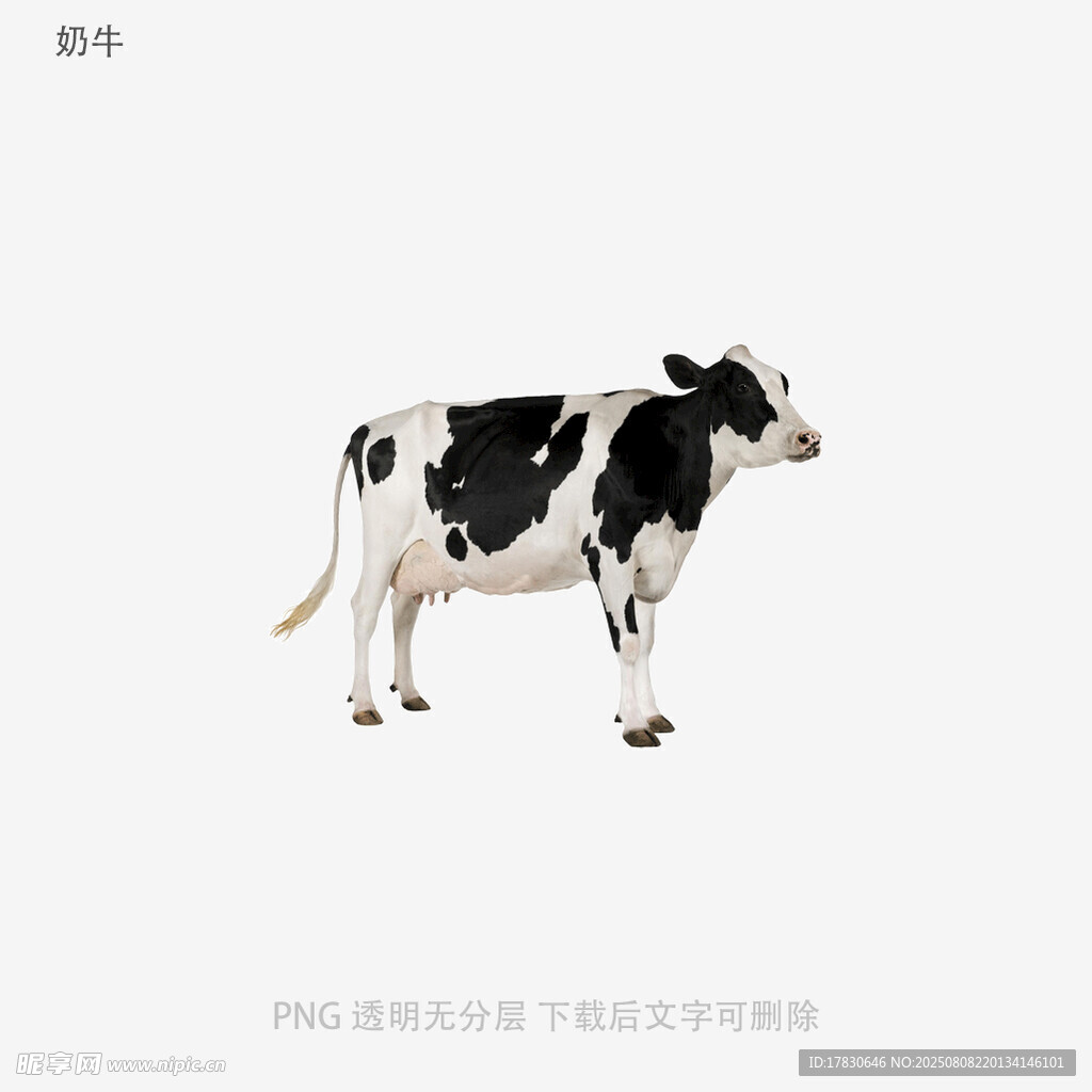 奶牛