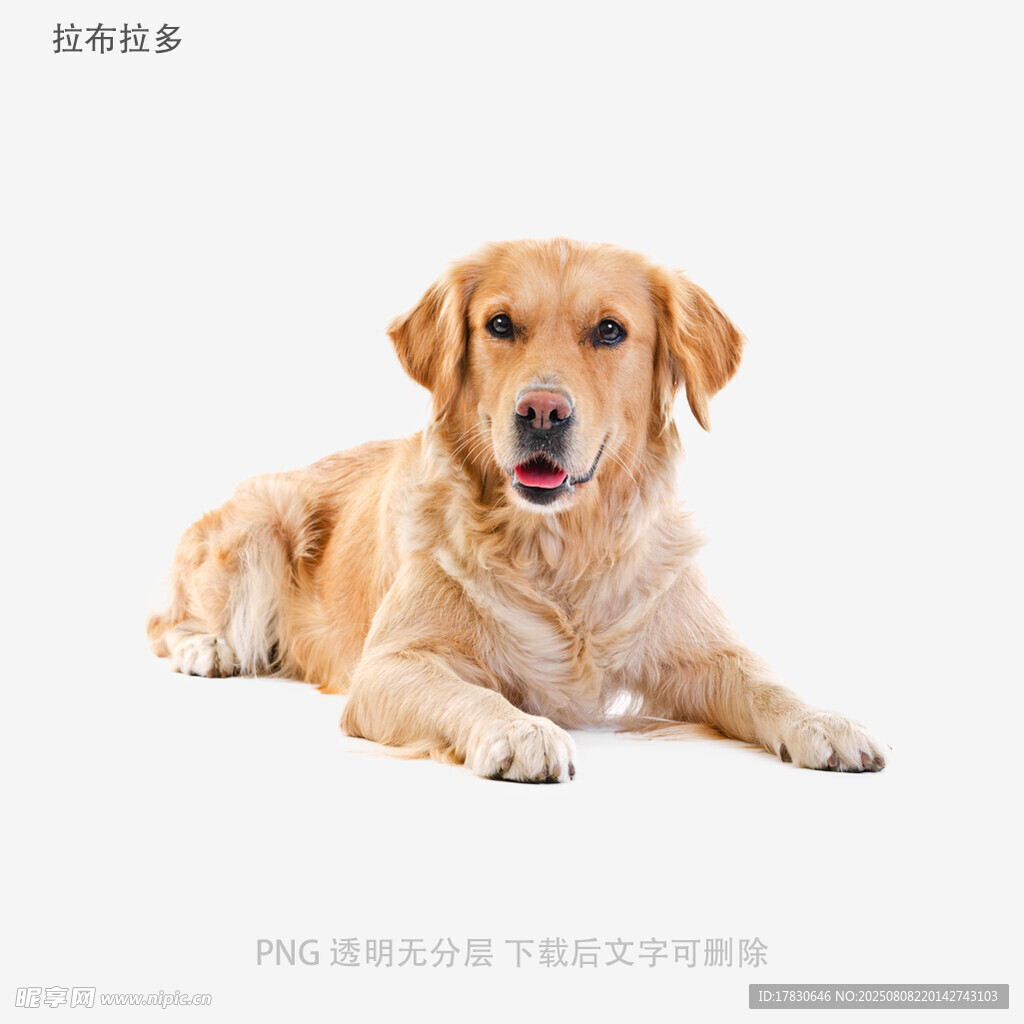 拉布拉多
