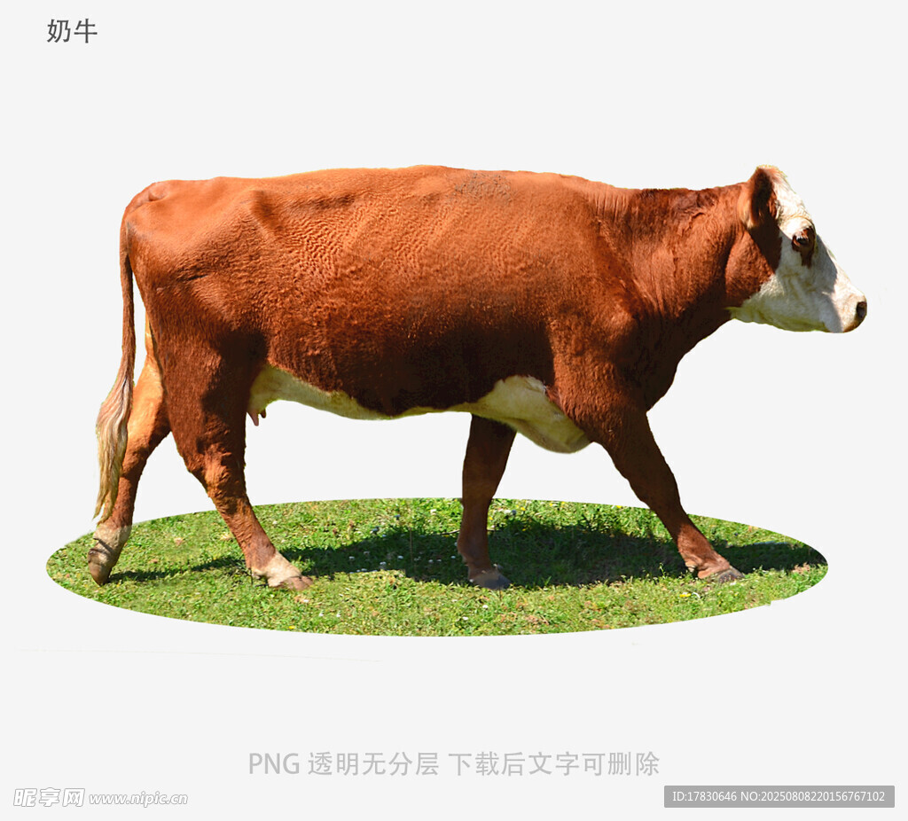 奶牛