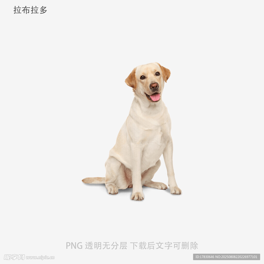 拉布拉多