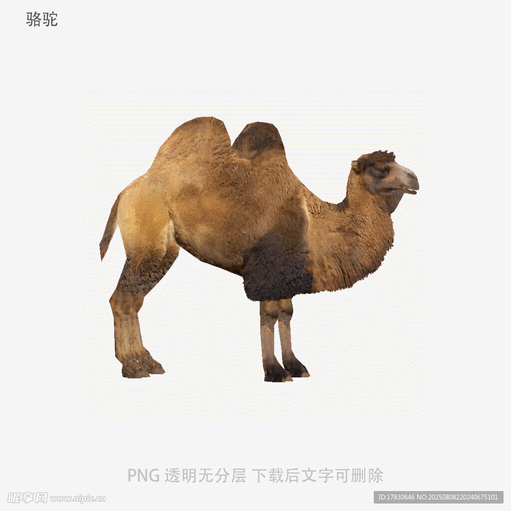 駱駝