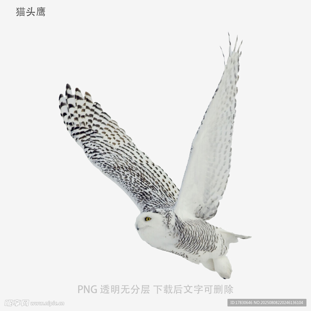 貓頭鷹