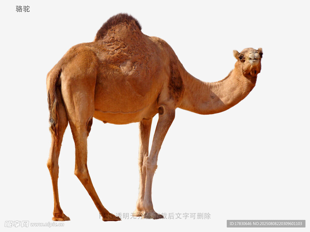 駱駝