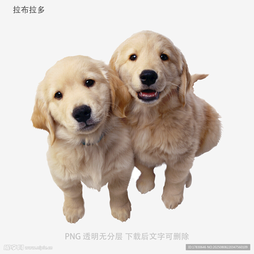 拉布拉多