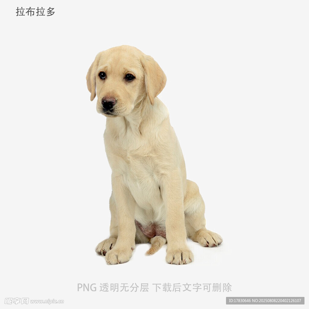 拉布拉多