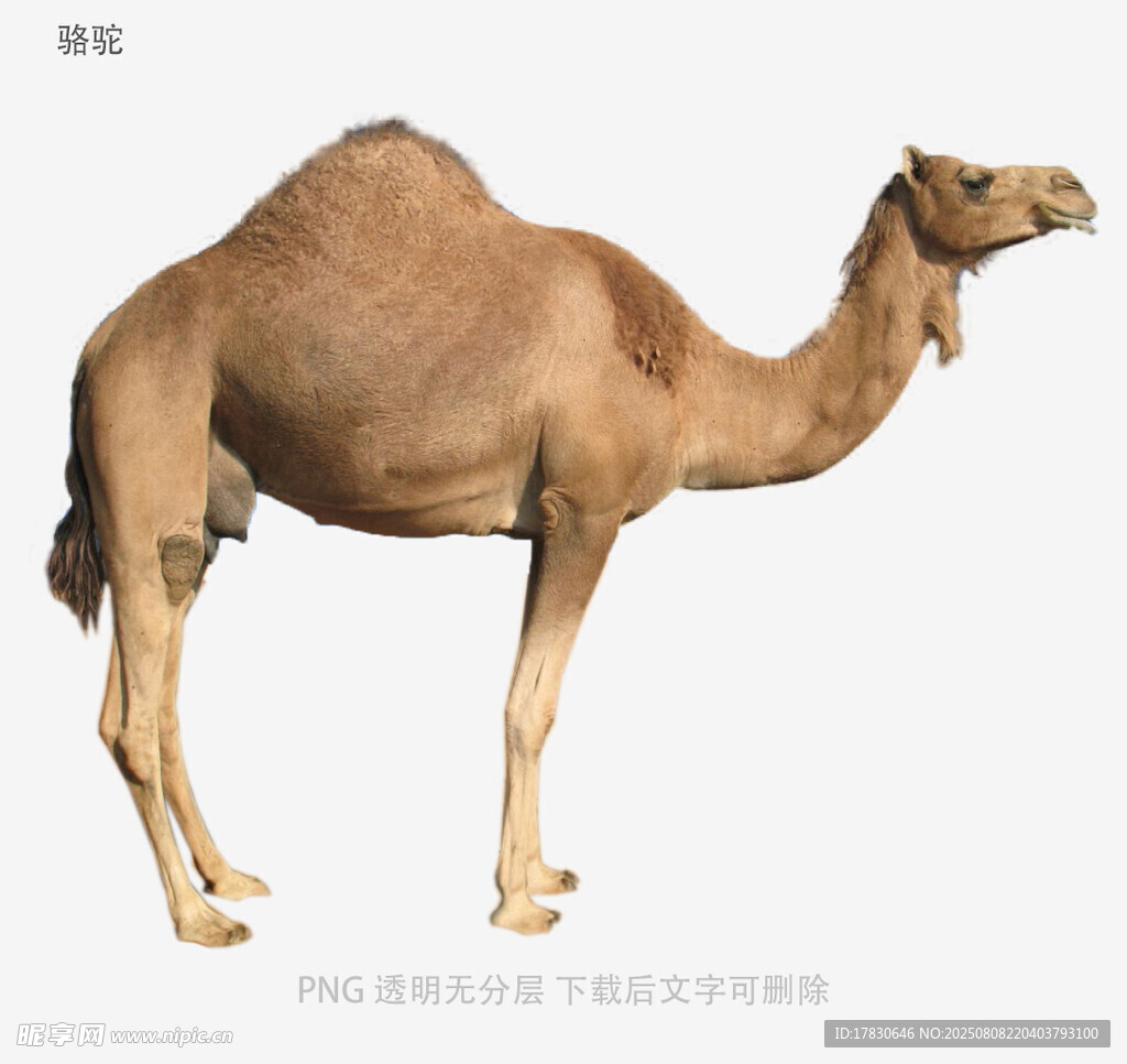 駱駝