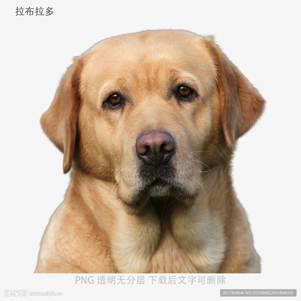 拉布拉多