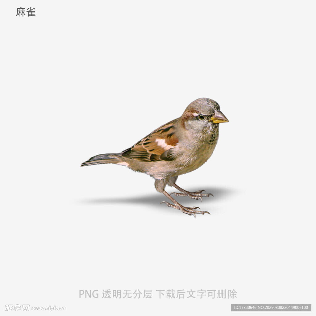 麻雀