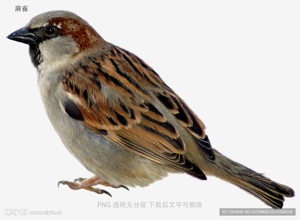 麻雀