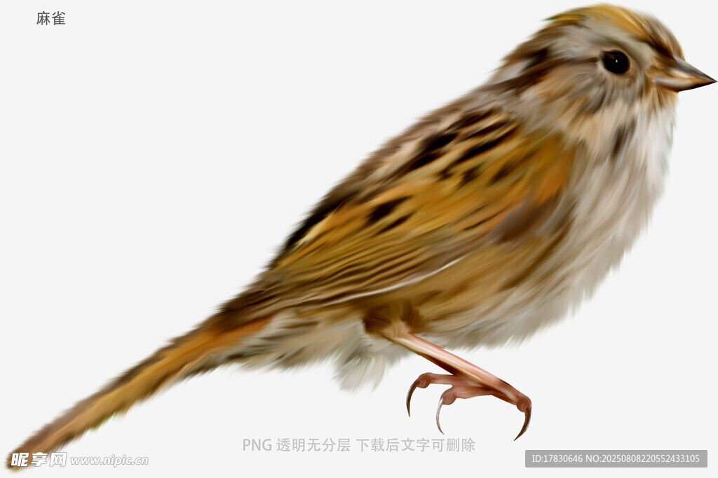 麻雀