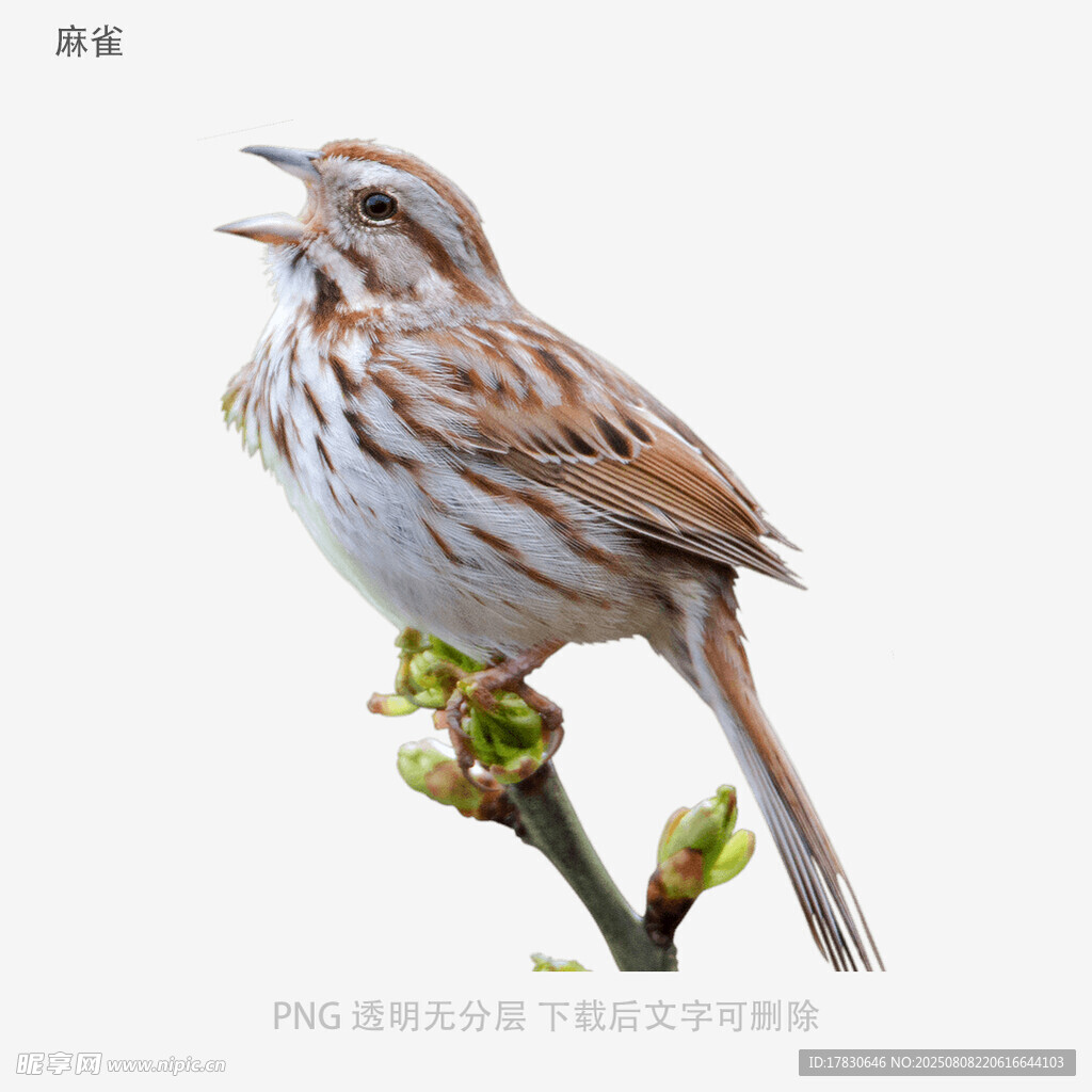 麻雀