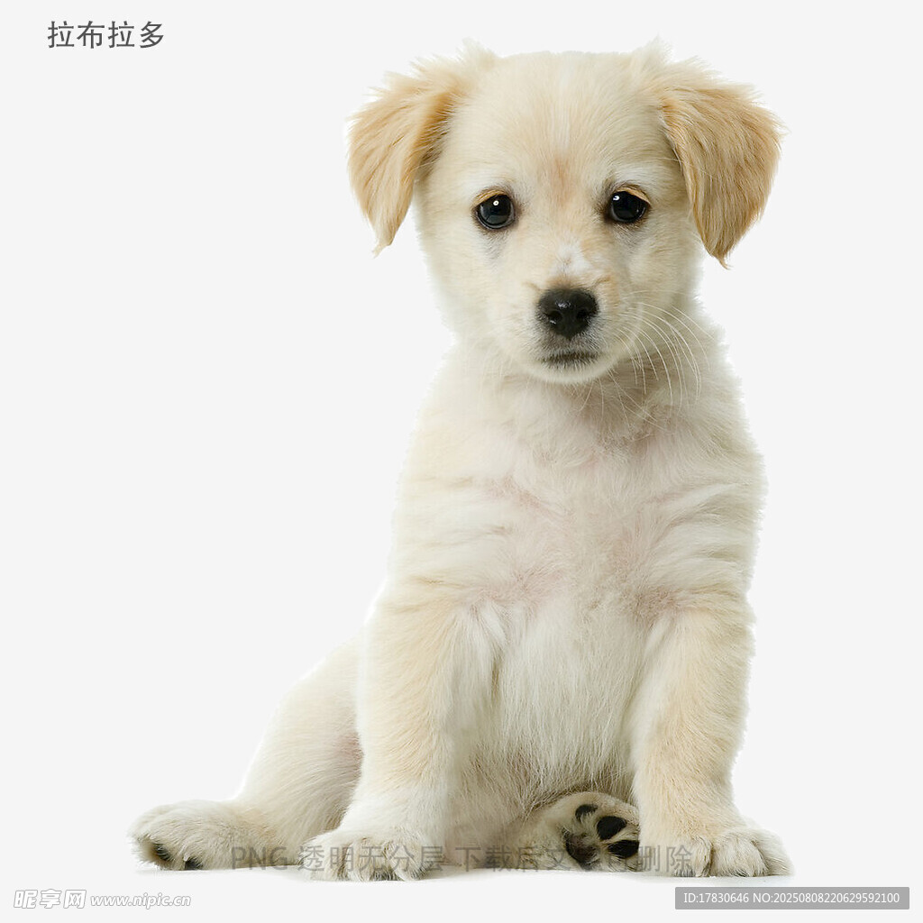 拉布拉多