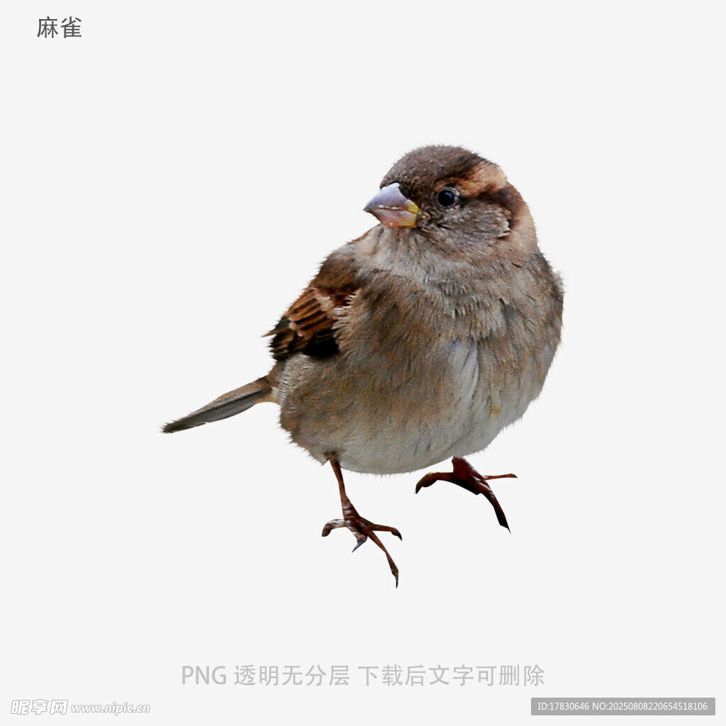麻雀