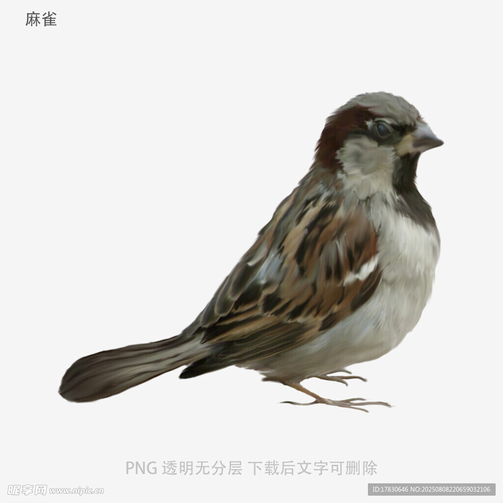 麻雀