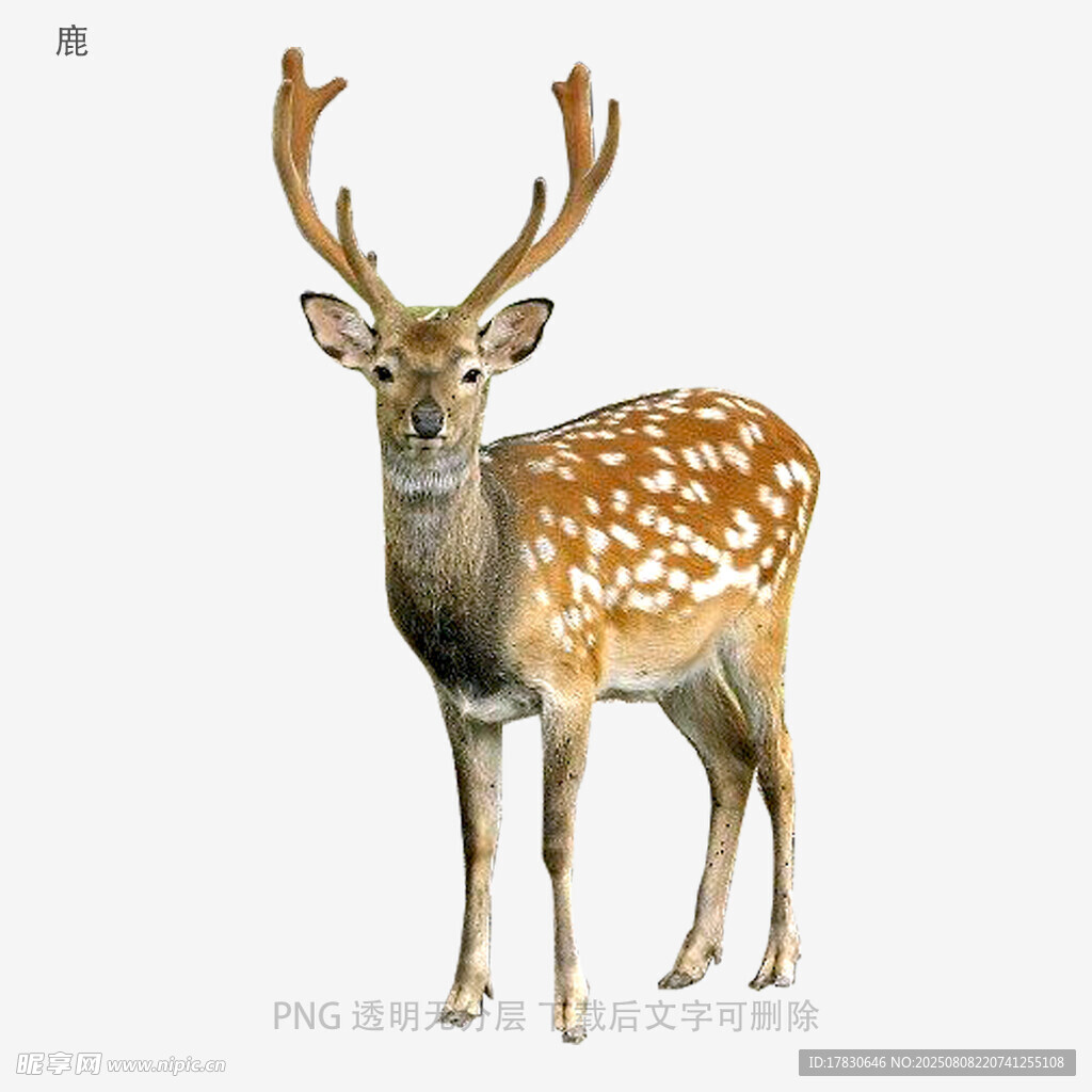 鹿