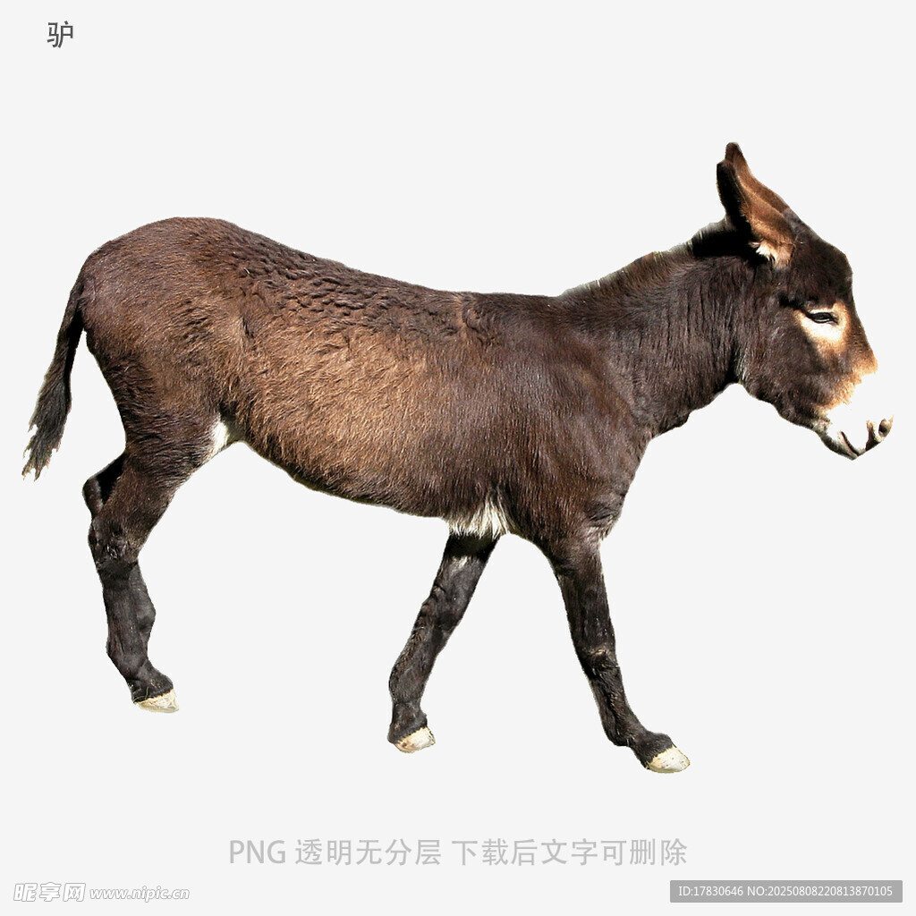 驢