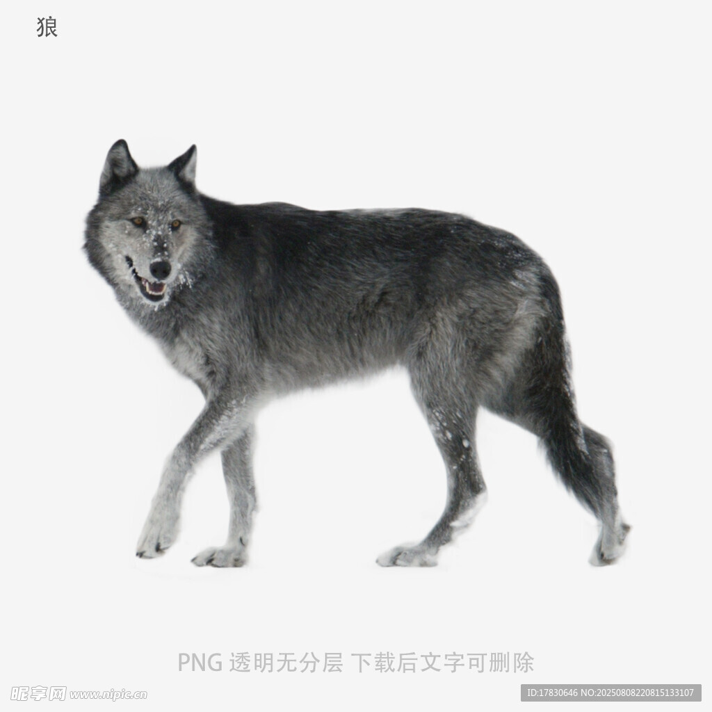 狼