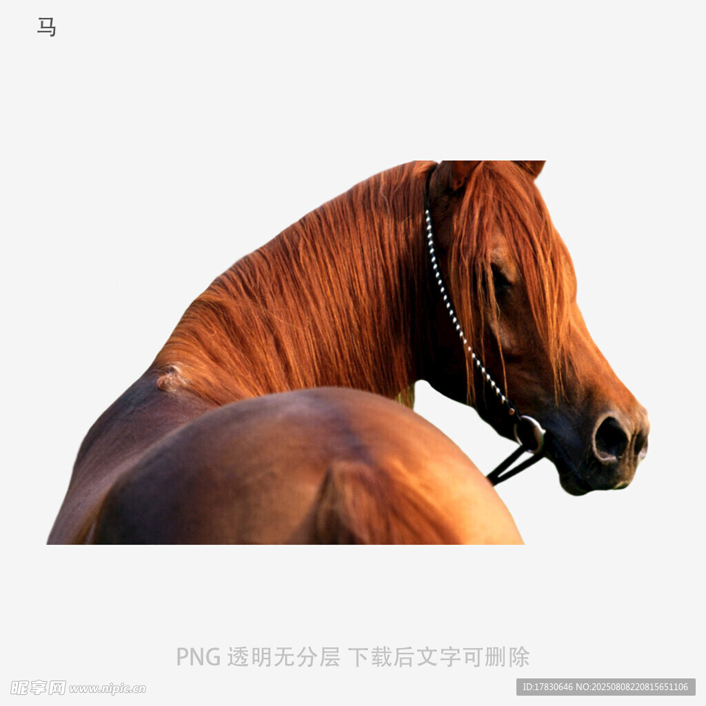 馬
