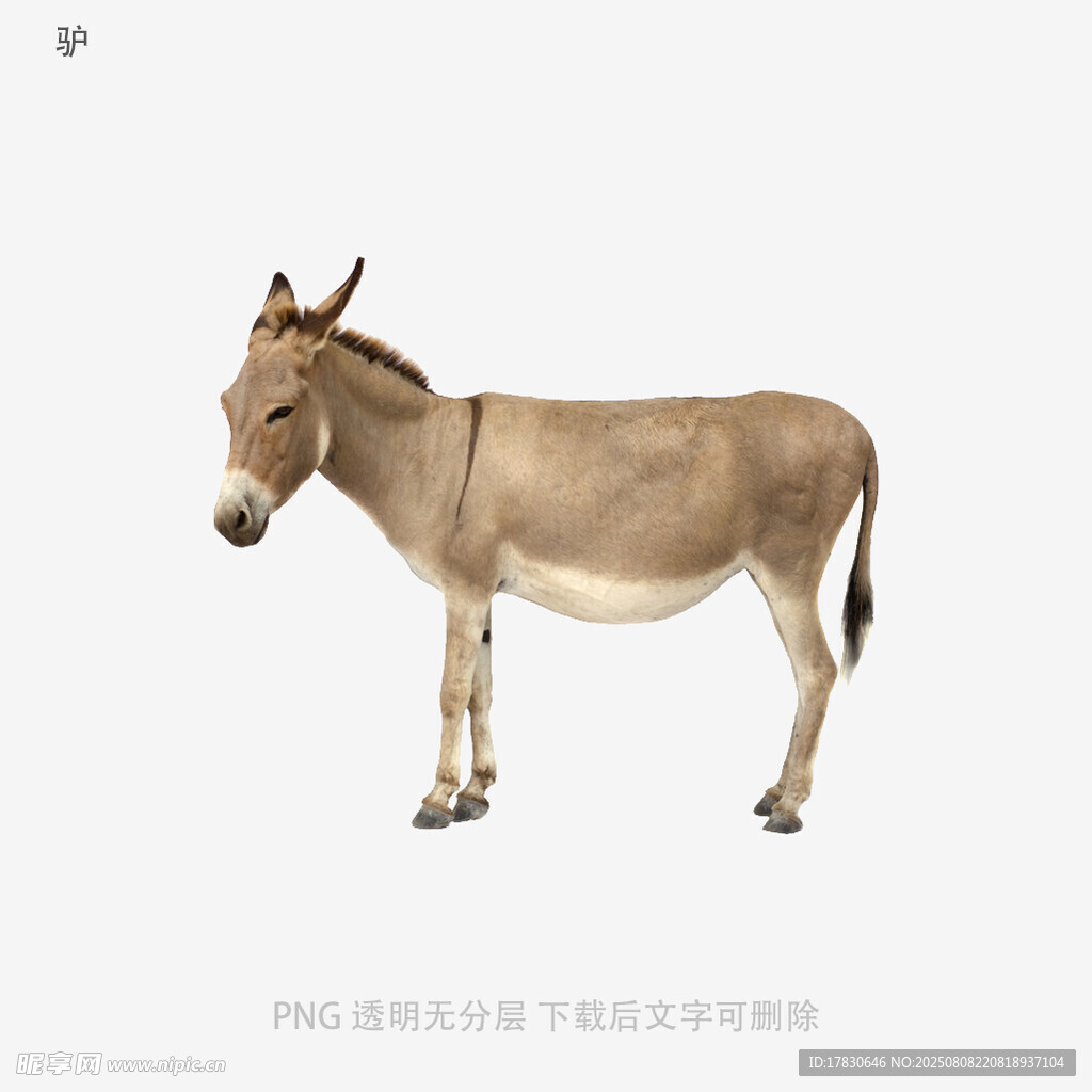 驢