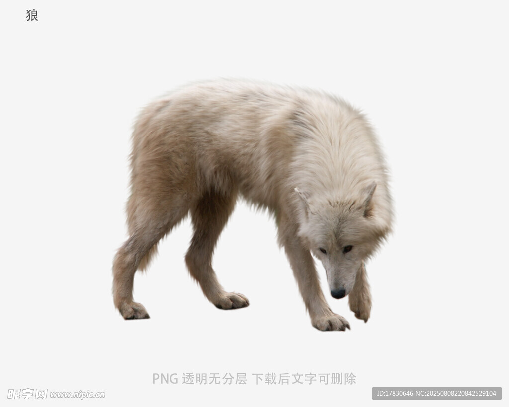 狼