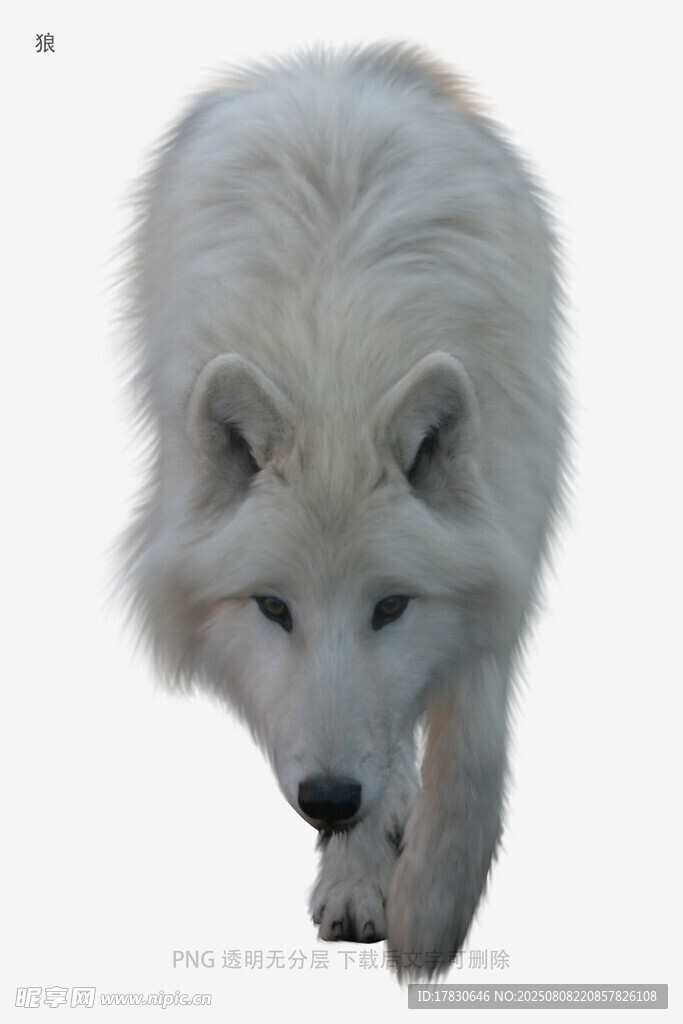 狼
