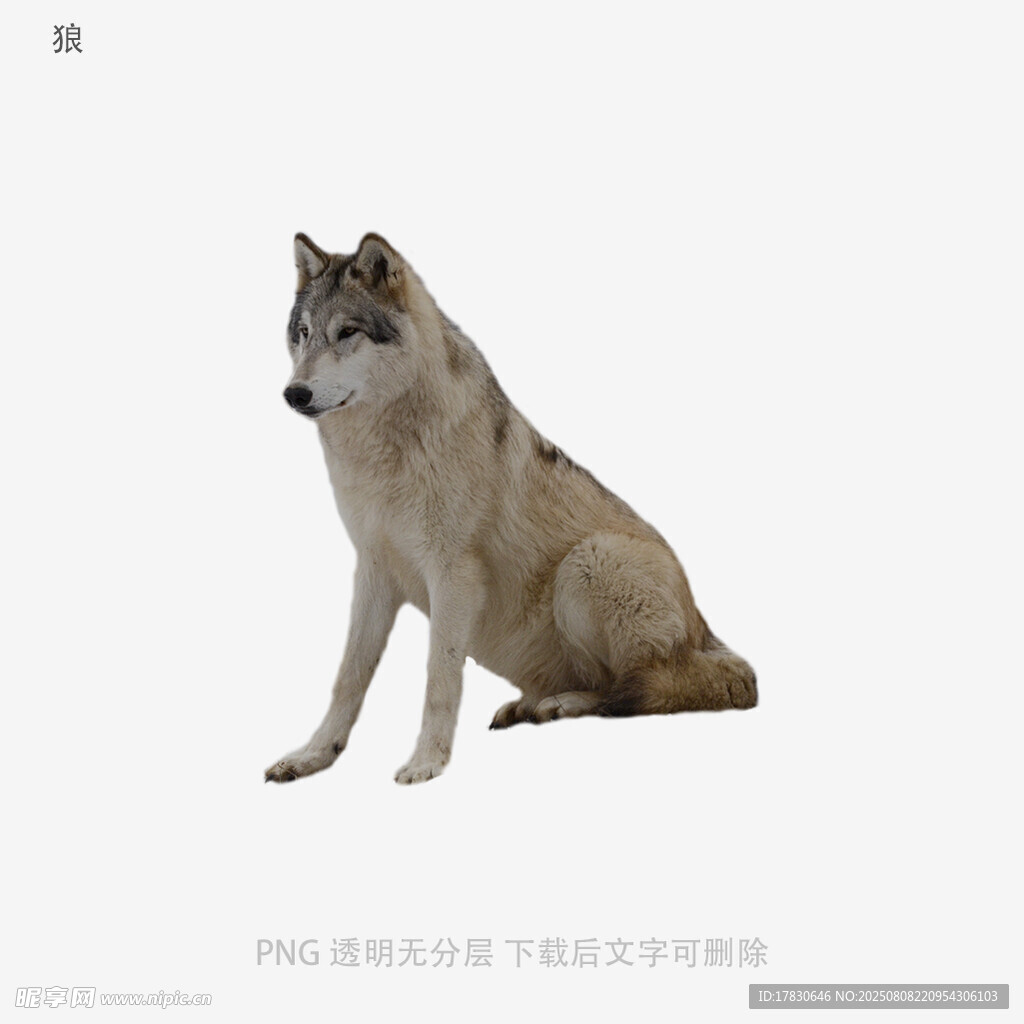 狼