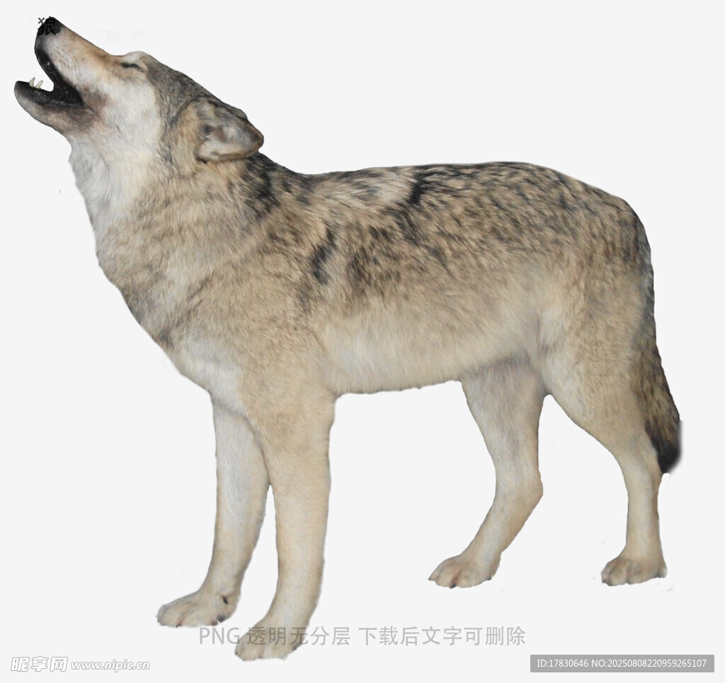狼