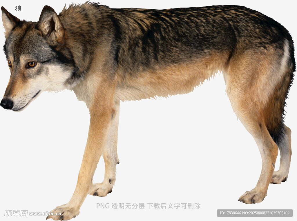 狼