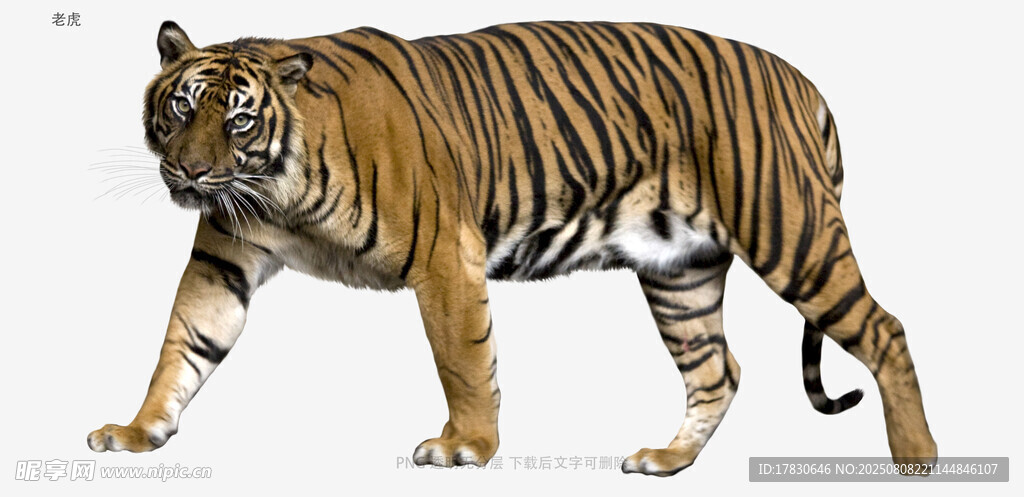 老虎