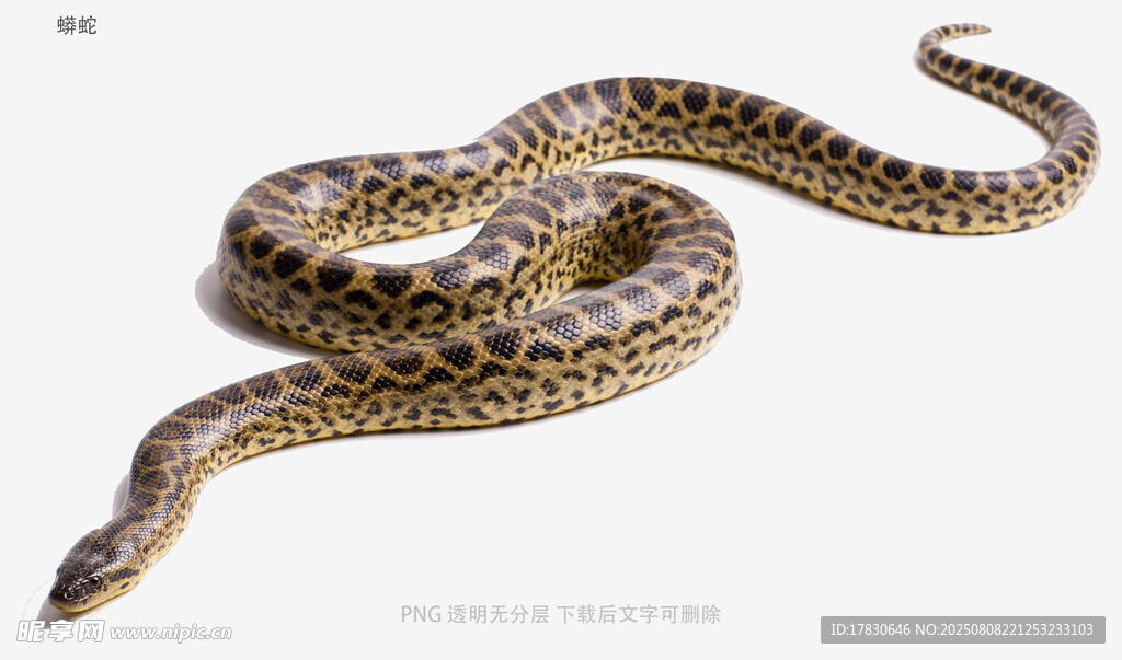 蟒蛇
