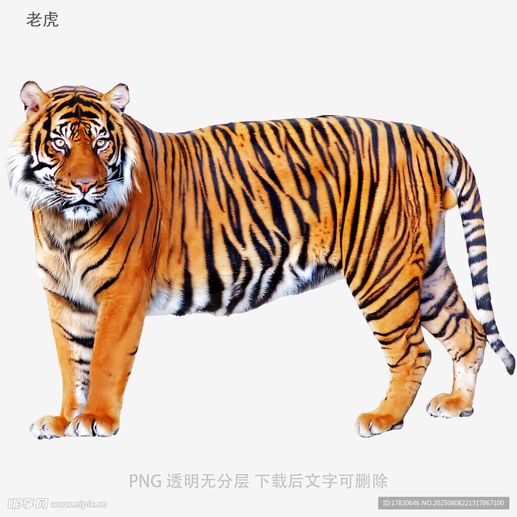 老虎