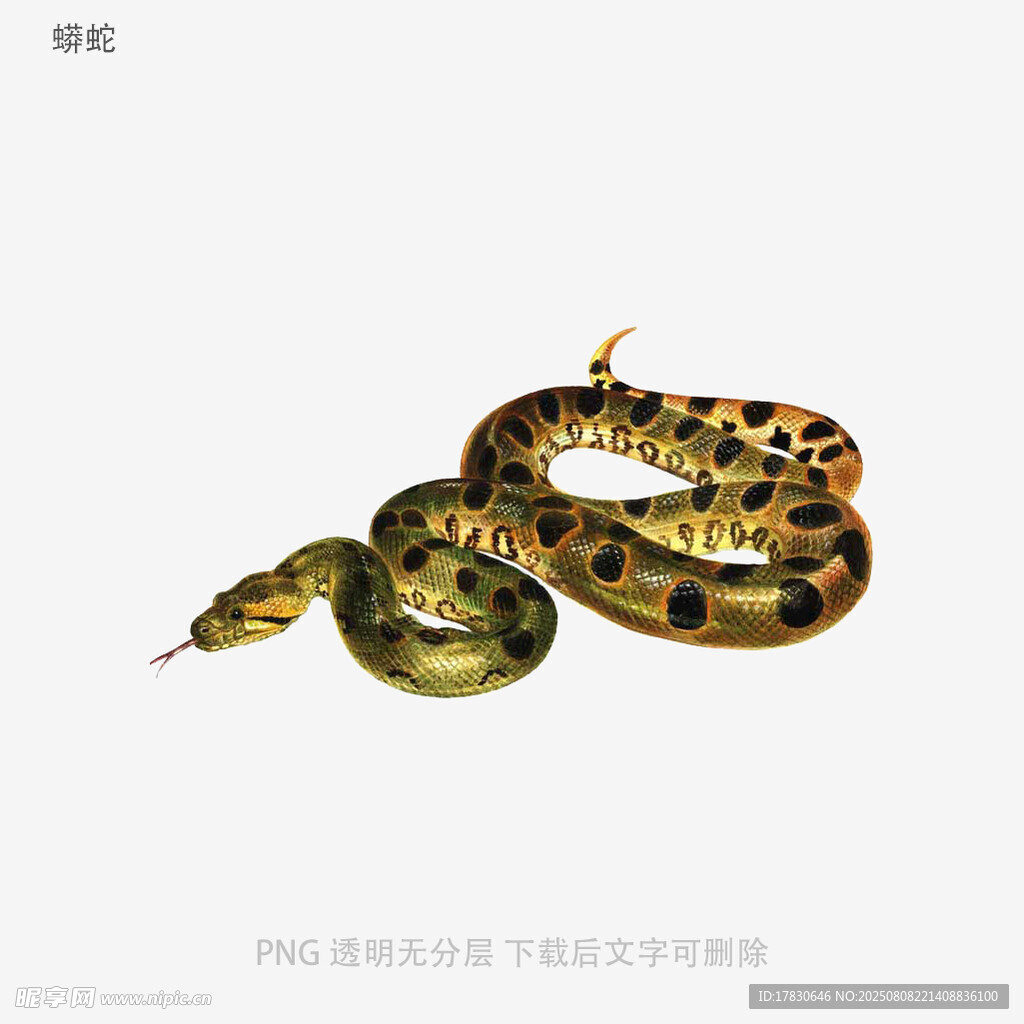 蟒蛇