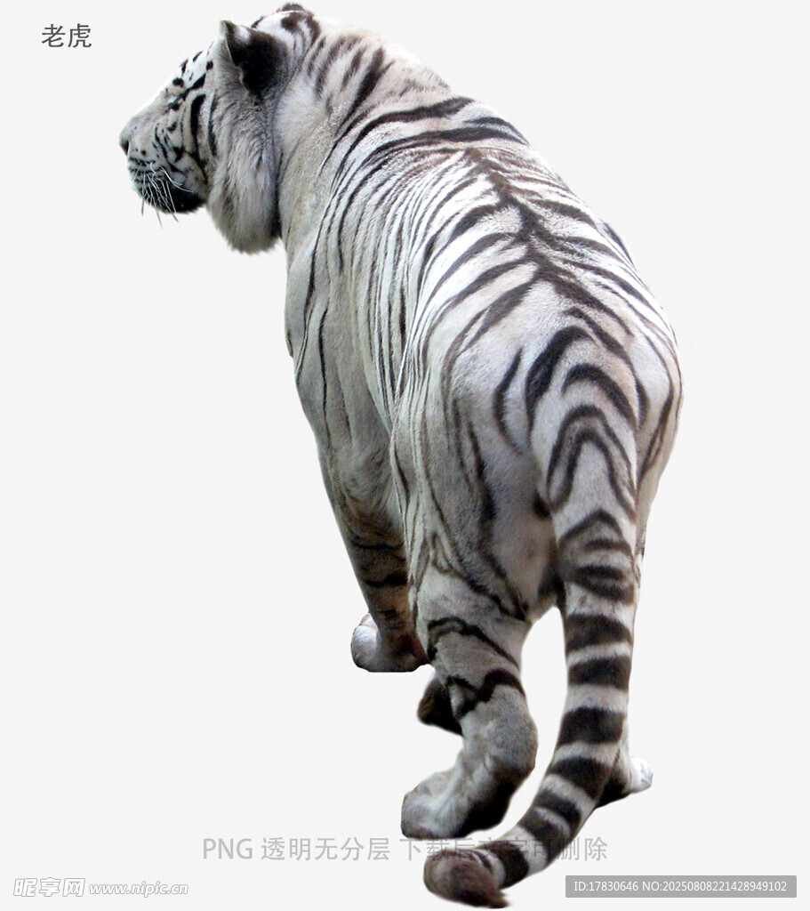 老虎