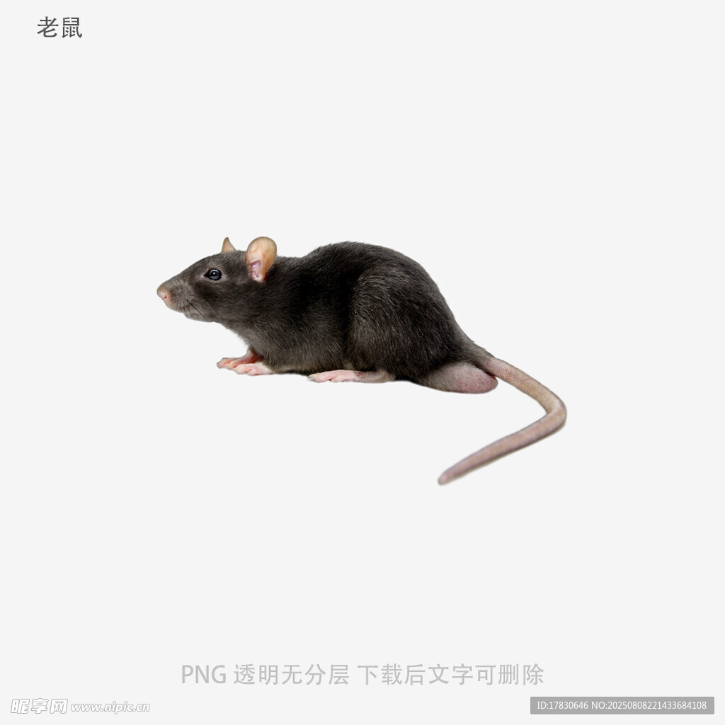 老鼠