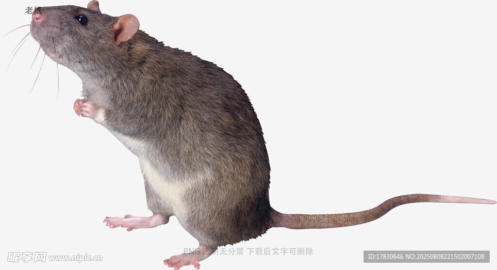 老鼠
