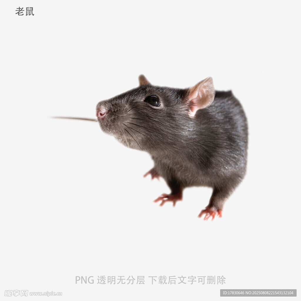 老鼠